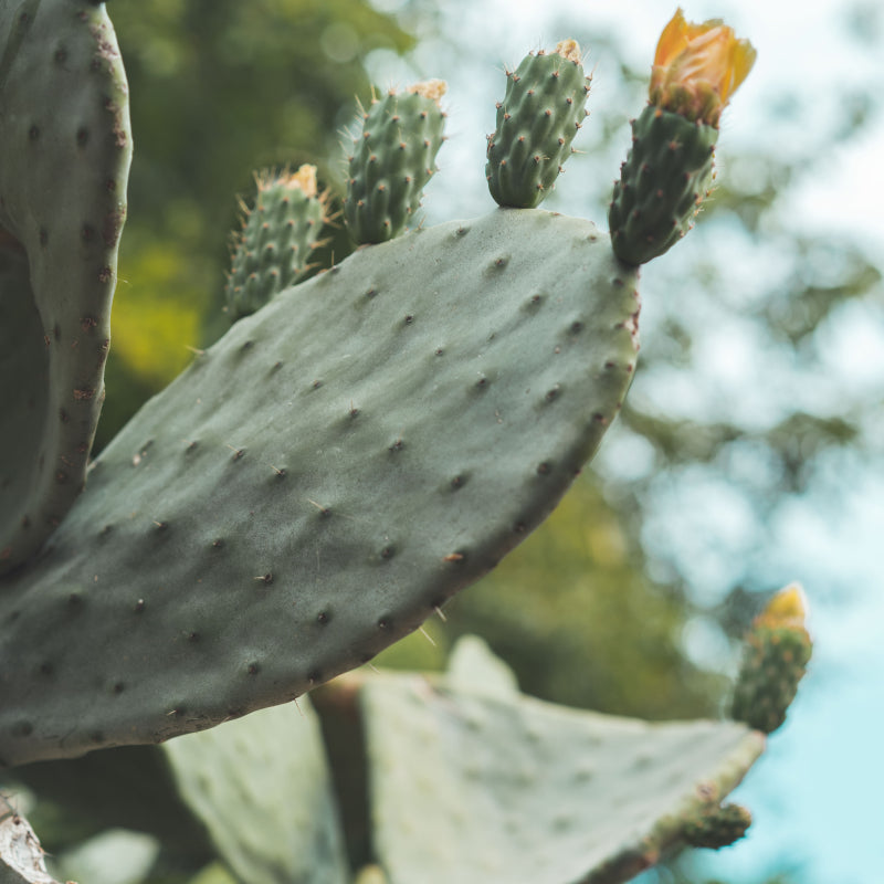 Nopal-Kaktus mit gelben Blüten