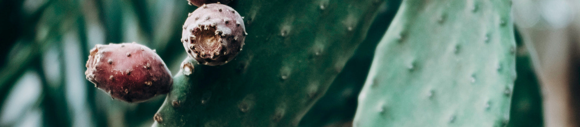 Nopal-Kaktus mit roten Früchten