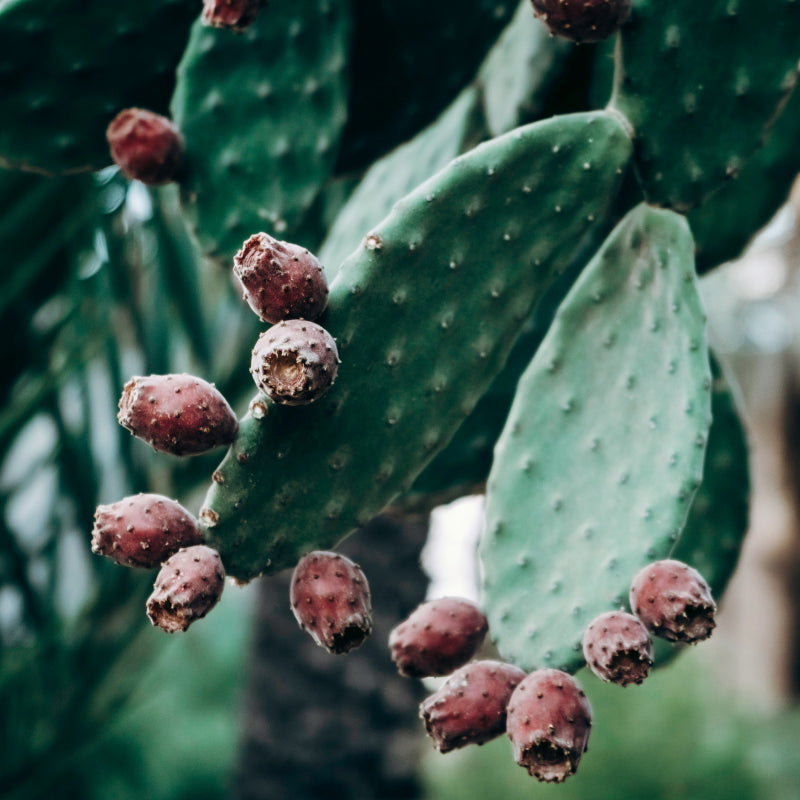 Nopal-Kaktus mit roten Früchten
